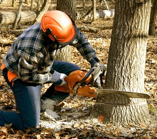 Tree Removal in Dyke, VA